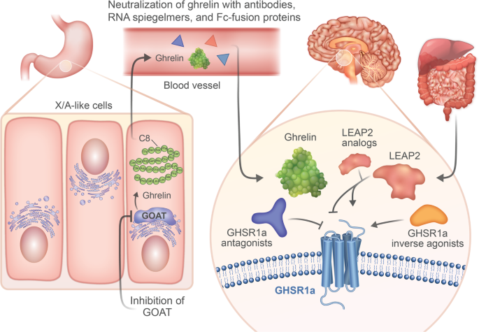 semaglutide and ghrelin Gut hormones their supposed actions. is released by the LEAP2 as a therapeutic target