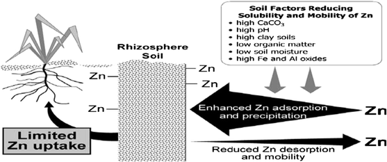 glutathione and zinc absorption Mechanism of Zinc absorption in plants: uptake, transport, translocation  and accumulation | Reviews in Environmental Science and Bio/Technology