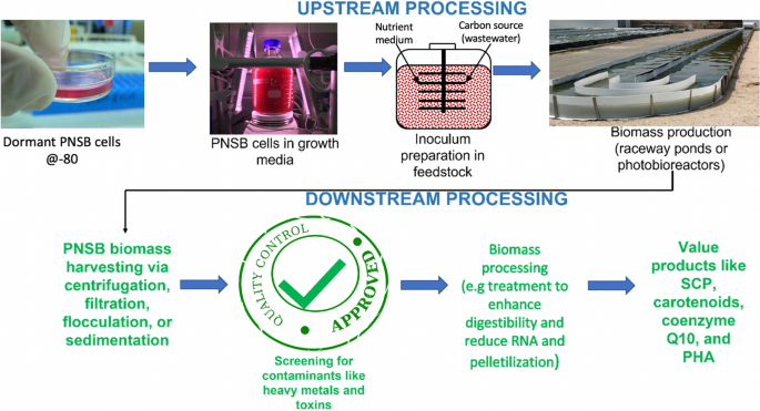 Life-cycle assessment of yeast-based single-cell protein