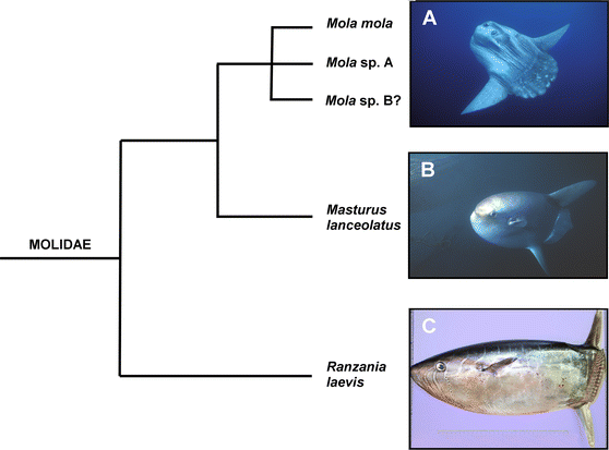 The biology and ecology of the ocean sunfish Mola mola: a review