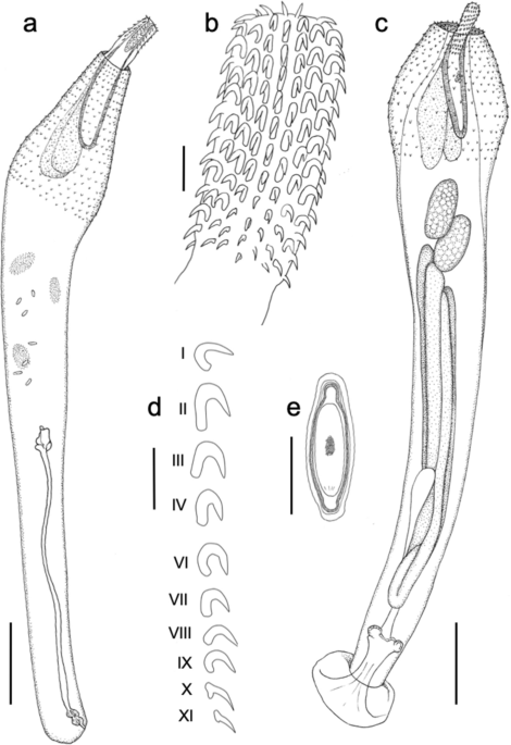 Description and molecular data for a new acanthocephalan parasite,  Polymorphus circi n. sp. (Polymorphidae) from the Australasian harrier  (Circus approximans Peale) in New Zealand
