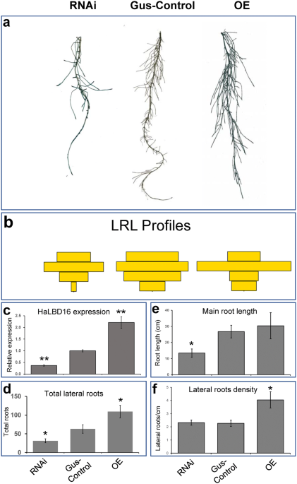 Composite plants for a composite plant: an efficient protocol for root  studies in the sunflower using composite plants approach