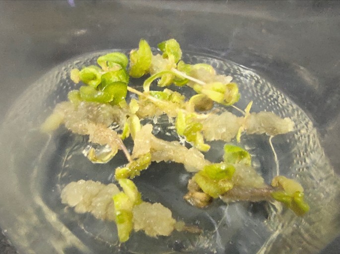 10 mm reduced glutathione recipe Production of secondary metabolites in callus cultures of Scutellaria  baicalensis L. and assessment of their anti-inflammatory and antioxidant  efficacy in ulcerative colitis rats