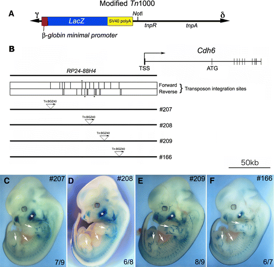 wat does a bac of7 com.208 Blood Alcohol Content Bacterial artificial chromosomes as analytical
