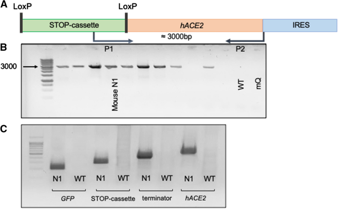 Novel transgenic mice with Cre-dependent co-expression of GFP and human  ACE2: a safe tool for study of COVID-19 pathogenesis | Transgenic Research