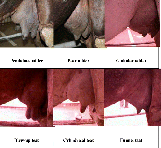 A proposal of linear assessment scheme for the udder of dairy camels  (Camelus dromedarius L.)