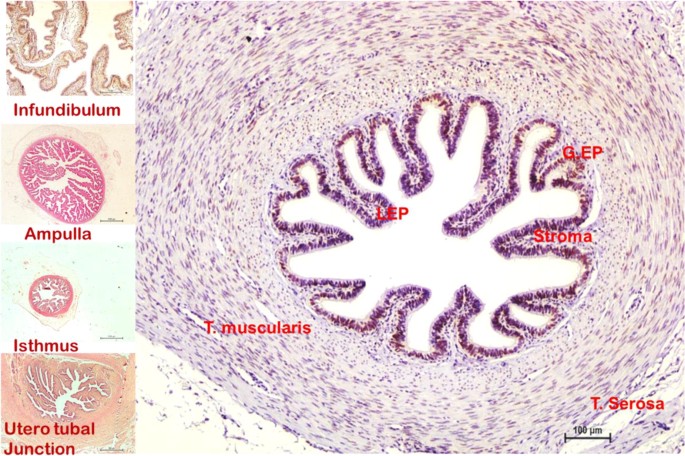 Immunohistochemical localization of estrogen receptor alpha (ERα) in the  oviduct of Indian buffalo during follicular and luteal phases of estrous  cycle | Tropical Animal Health and Production