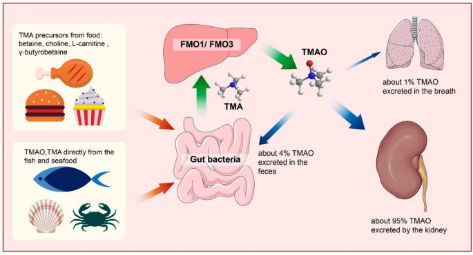 l-carnitine side effects fishy odor tmao The role of gut-dependent molecule trimethylamine N-oxide as a novel target  for the treatment of chronic kidney disease | International Urology and  Nephrology