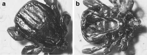 https://media.springernature.com/m685/springer-static/image/art%3A10.1007%2Fs11259-012-9537-7/MediaObjects/11259_2012_9537_Fig4_HTML.gif