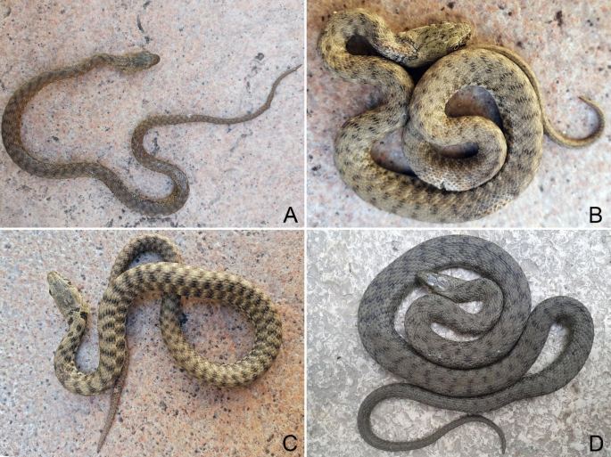 Stock photo of Grass snake (Natrix natrix) juvenile playing dead