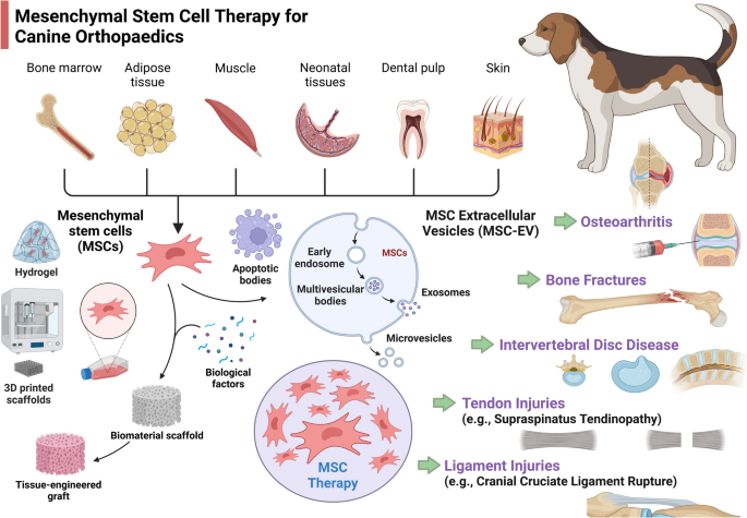 Mesenchymal stem cell therapy in veterinary orthopaedics: Evidence from canine clinical medicine