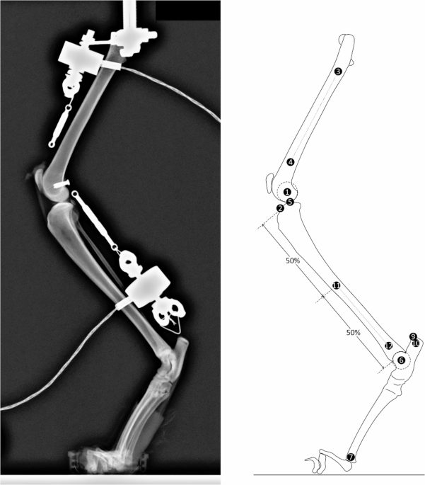 Assessment of CORA-based levelling osteotomy in the feline stifle: an ex vivo limb press study - Veterinary Research Communications