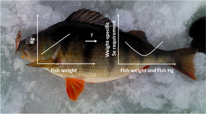 Mercury–Selenium Accumulation Patterns in Muscle Tissue of Two Freshwater  Fish Species, Eurasian Perch (Perca fluviatilis) and Vendace (Coregonus  albula)