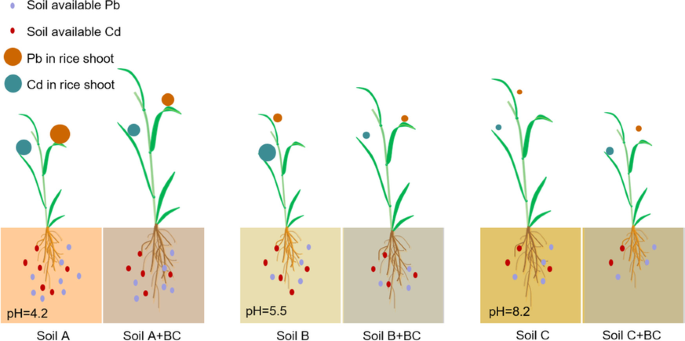 Biochar mitigates bioavailability and environmental risks of