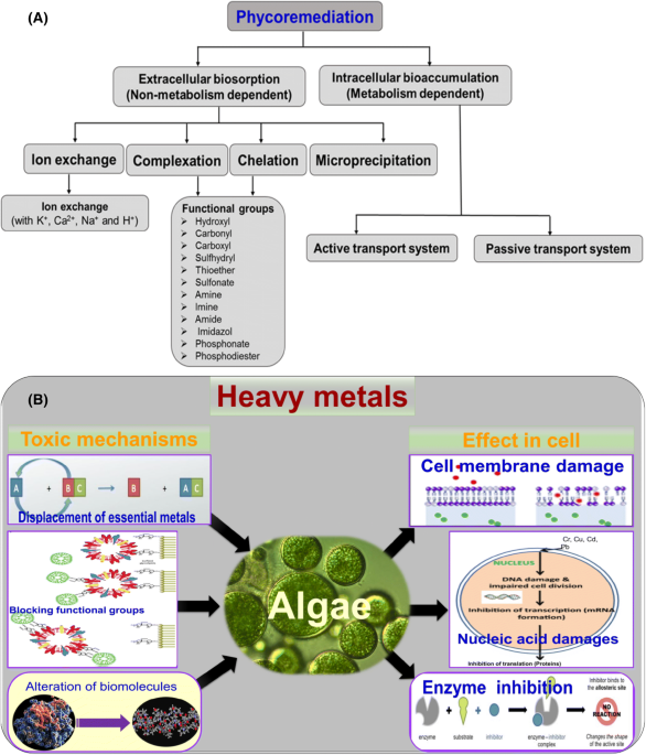 Algas Marinas (Marine Algae) Heavy Metal Detox