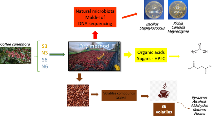 Effect of fermentation on the quality of conilon coffee (Coffea canephora):  Chemical and sensory aspects - ScienceDirect