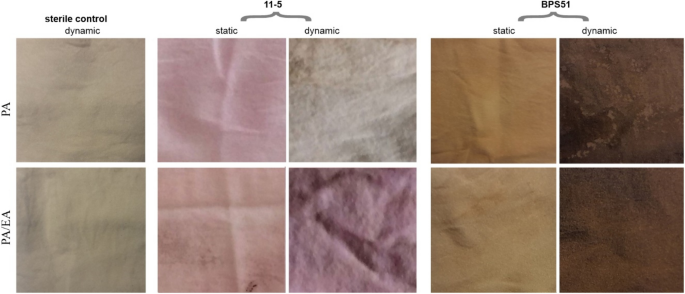 Eco-friendly dyeing of polyamide and polyamide-elastane knits with living  bacterial cultures of two Streptomyces sp. strains