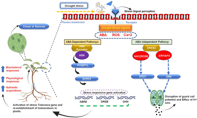 Spatial Proteome Reorganization of a Photosynthetic Model Cyanobacterium in  Response to Abiotic Stresses