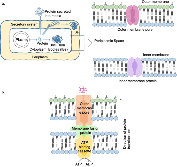 benefits of ipamorelin and tesamorelin together Ipamorelin & Tesamorelin: The Science, The Benefits, and the Future of  Growth-Hormone Modulation,  https://medium.com/@petermarinoscience/ipamorelin-tesamorelin-the-science-the-benefits-and-the-future-