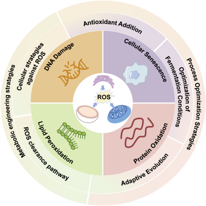 glutathione metabolism pentose pathway The pentose phosphate pathway in health and disease