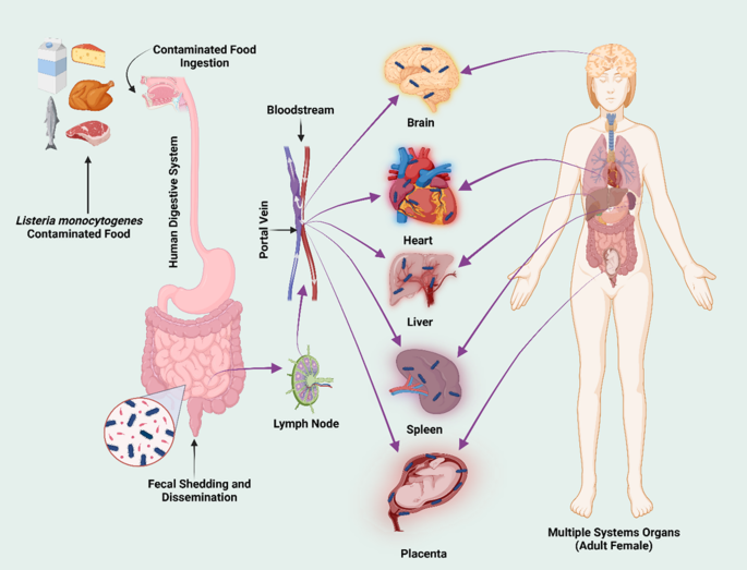 Listeria monocytogenes: from a saprophytic to a cytosolic virulent pathogen  | World Journal of Microbiology and Biotechnology | Springer Nature Link