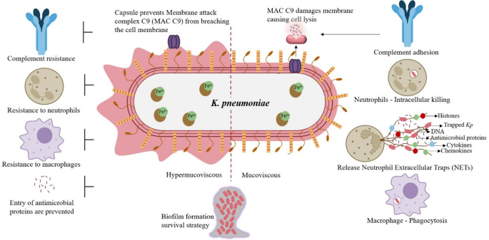 is glutathione harmful to kidney Oxidative Stress in Non-Dialysis-Dependent Chronic Disease Patients glutathione safe for kidney Liposomal