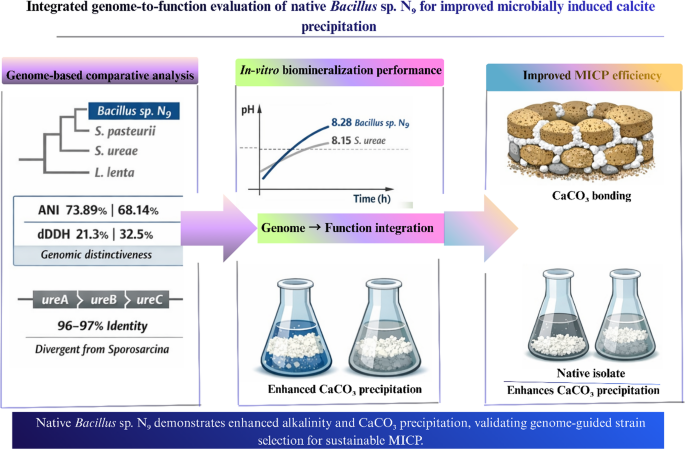 Comparative genomics and biomineralization potential of a native ureolytic Bacillus sp. N₉ for microbially induced calcite precipitation - World Journal of Microbiology and Biotechnology