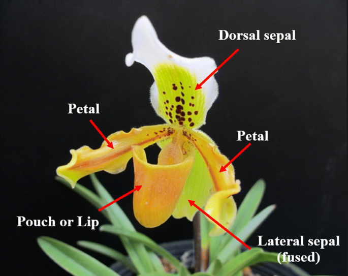 A New Paphiopedilum Orchid Database and Its Recognition Using Convolutional  Neural Network | Wireless Personal Communications