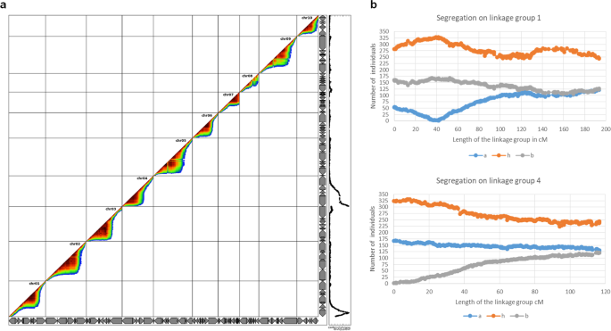 Maps of linkage group 1 (LG1) of female parent OSU 252.146 (left) and