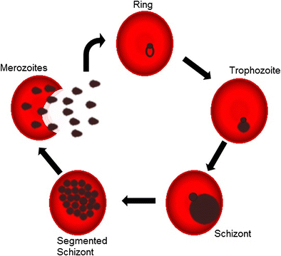 Plasmodium Life Cycle - Classification, Life Cycle and Diagram