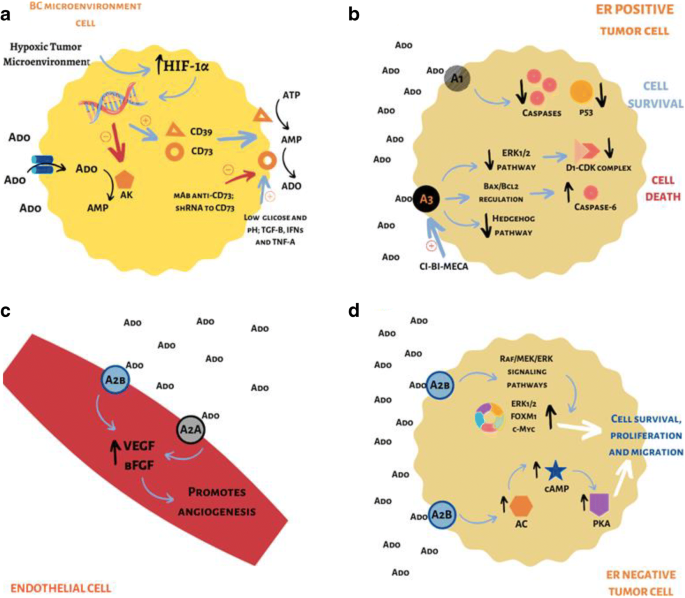 Targeting the purinergic pathway in breast cancer and its therapeutic  applications