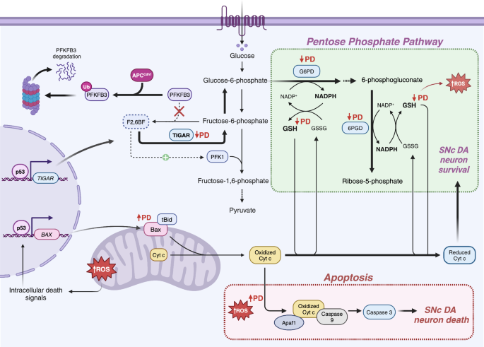 glutathione peroxide radical scavenger Revisiting the scavenging activity of glutathione: Free radicals diversity  and reaction mechanisms