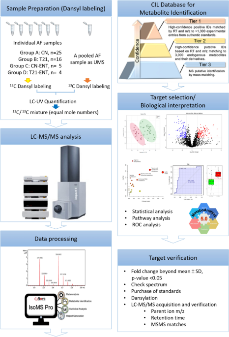 Metabolic profiling of amniotic fluid by differential 12C-/13C-isotope dansylation labeling LC-MS for application in trisomy 21 fetuses | Metabolomics