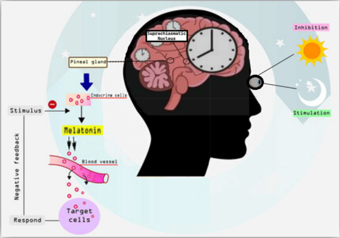 can glutathione cause insomnia Melatonin supplementation: new insights into health and disease | Sleep and  Breathing