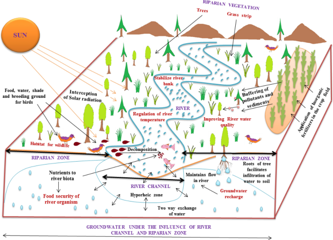 Effects of revetments on soil ecosystems in the urban river-riparian  interface - ScienceDirect