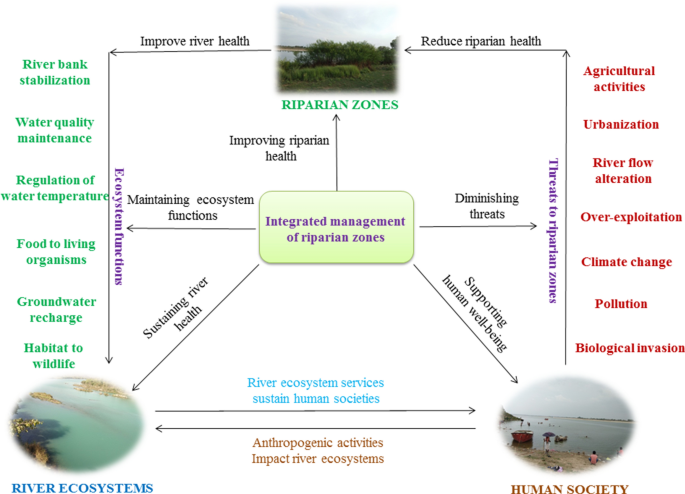 Effects of revetments on soil ecosystems in the urban river-riparian  interface - ScienceDirect
