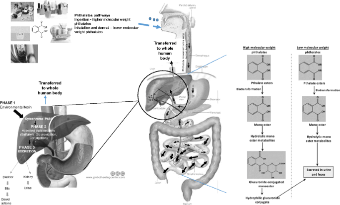 myers iv and glutathione Myers Cocktail IV Therapy | Energy & Immune Boost