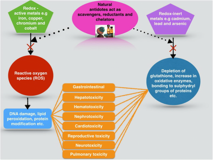 Toxicity and Antidotes