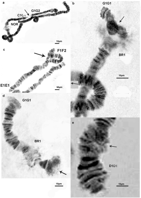 a, b. Electron micrographs of active Balbiani ring genes in an isolated...  | Download Scientific Diagram