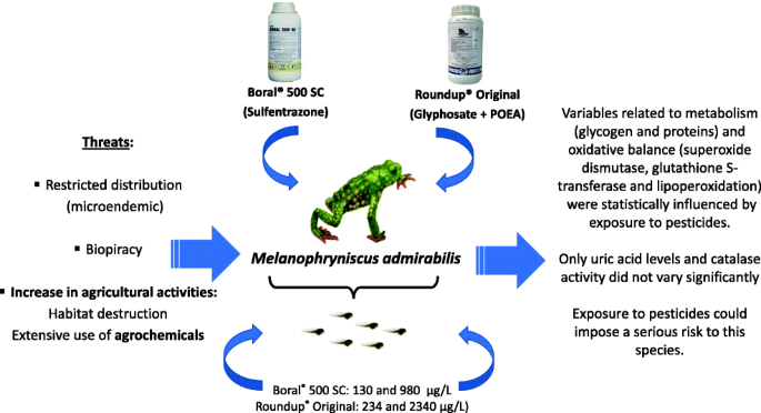 glyphosate depletes glutathione Melanophryniscus admirabilis tadpoles' responses to sulfentrazone and  glyphosate-based herbicides: an approach on metabolism and antioxidant  defenses | Environmental Science and Pollution Research