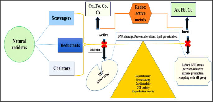 Toxicity and Antidotes