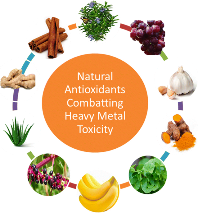 glutathione remove heavy metals Metal toxicity and natural antidotes: prevention is better than cure |  Environmental Science and Pollution Research