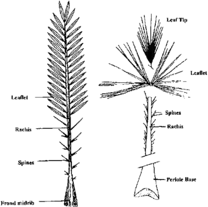 Synthesis and SWOT analysis of date palm frond ash–Portland cement  composites