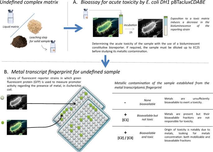 https://media.springernature.com/m685/springer-static/image/art%3A10.1007%2Fs11356-021-15545-3/MediaObjects/11356_2021_15545_Fig4_HTML.png