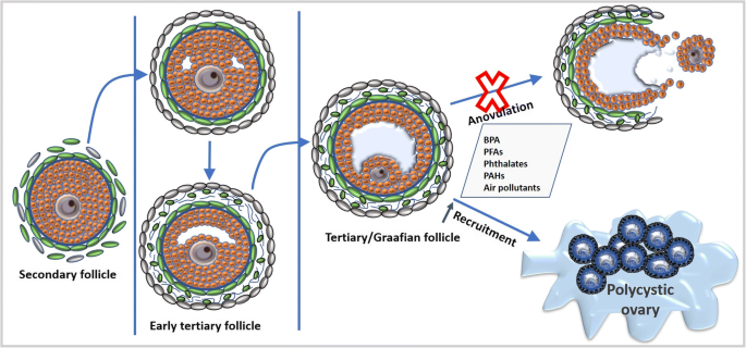 Implications of environmental toxicants on ovarian follicles: how it can  adversely affect the female fertility? | Environmental Science and  Pollution Research