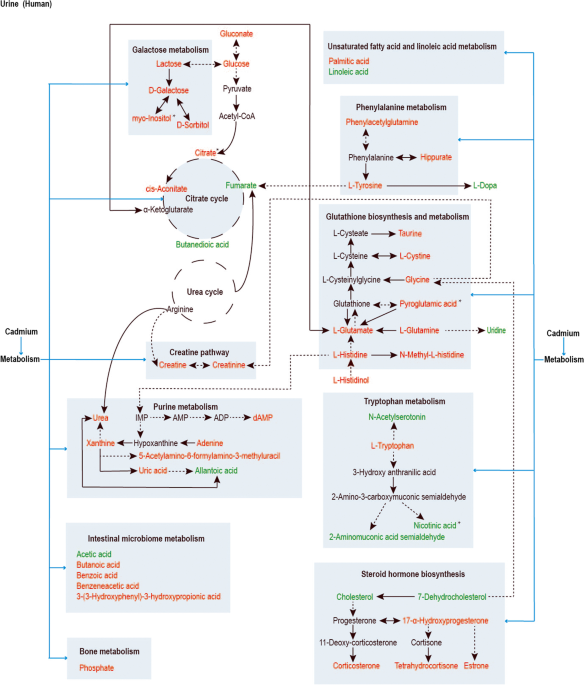 cadmium glutathione metabolism Mechanism of cadmium-induced oxidative stress in cells. An illustration Metabolic effects of long-term cadmium