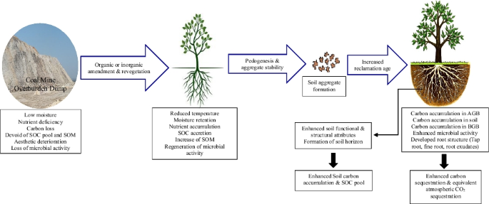 Does mangrove vegetation structure reflect human utilization of ecosystem  goods and services? - ScienceDirect