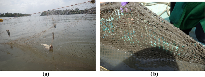 Ghost fishing capacity of lost experimental gillnets: a