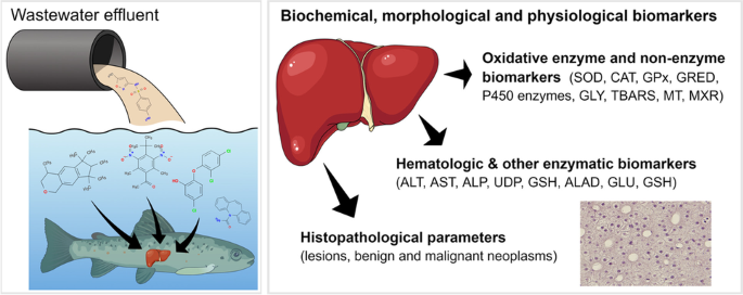 Full article: Impact of benzophenone-3 on the integument and gills