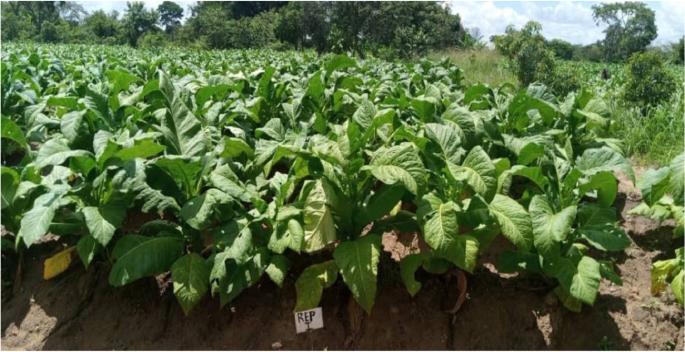 Influence of phosphate fertilizers on the radioactivity of agricultural  soils and tobacco plants in Kenya, Tanzania, and Uganda | Environmental  Science and Pollution Research